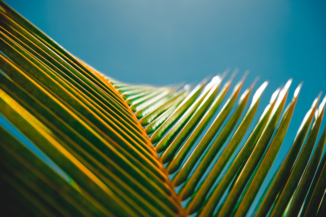 Photo Tropical drink